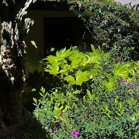 Loquat House Nel Giardino Segreto In Zona Vaticano Rome Exterior photo